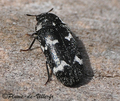 Insectes autres . Megatoma undata. PlumeDeVille